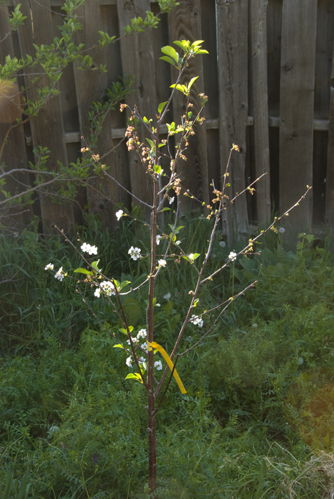 Little cherry tree