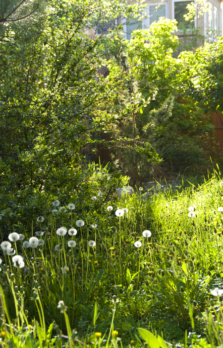 Dandelions now allowed!