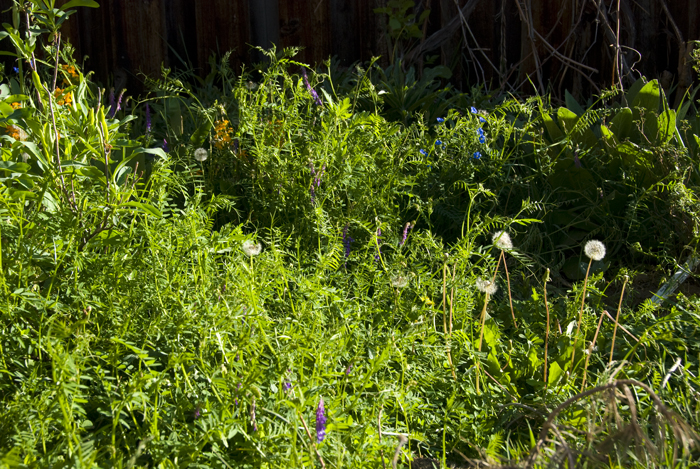 Vetch, dandelion, wallflowers, forget-me-nots